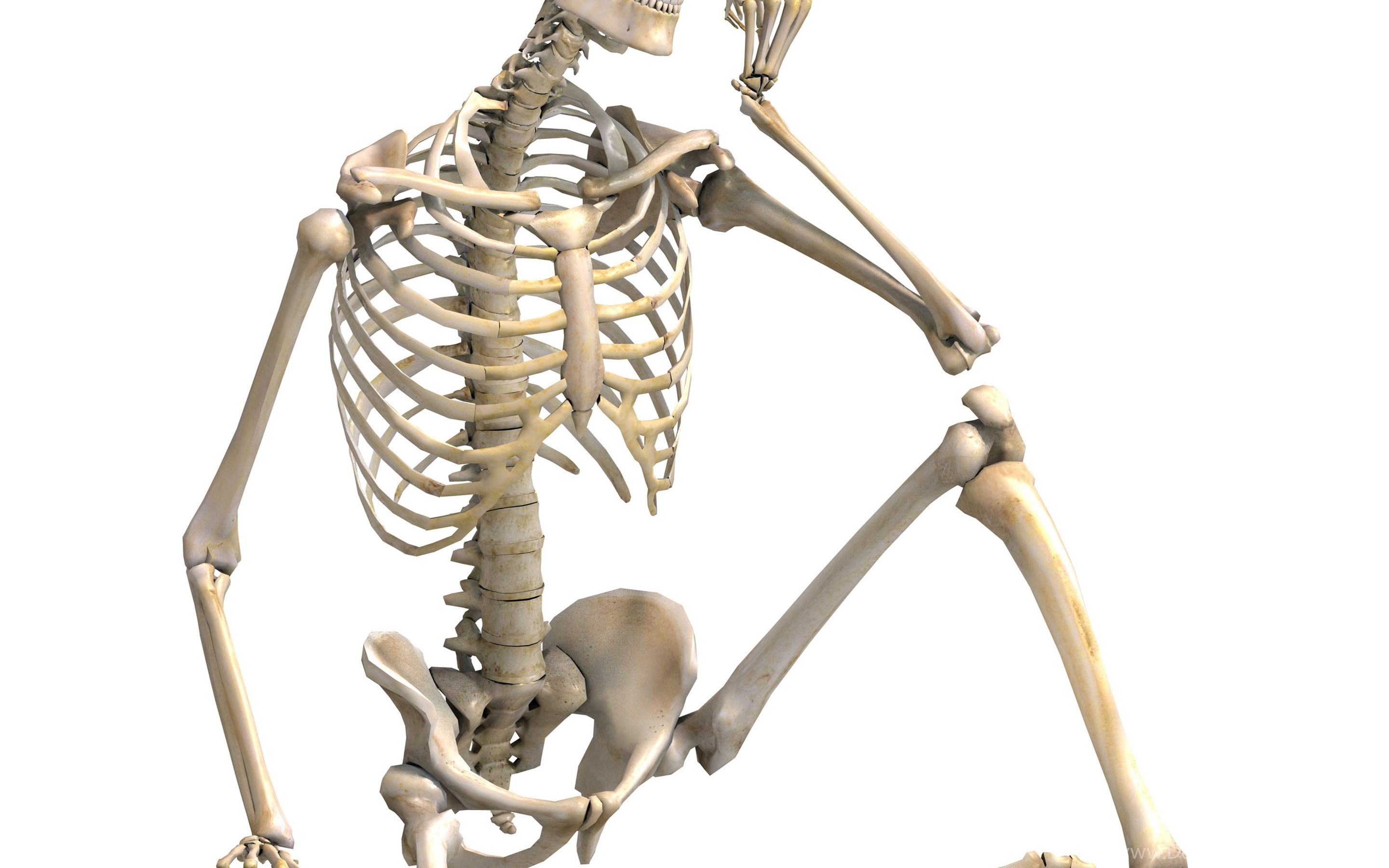Скелет организации. Скелет человека. Человеческие кости. Кость скелета.