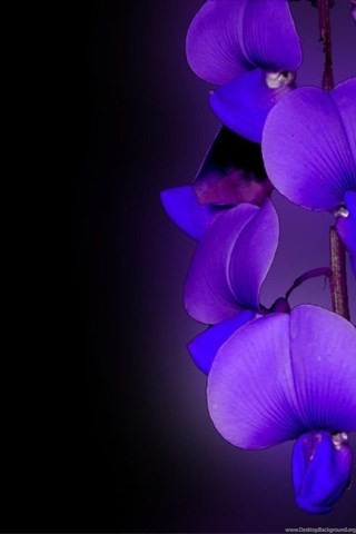 Orchid 2025 flower wallpaper