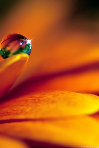 Macro Photography Close Up Photos Of Water Drops On Flower
