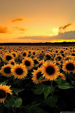 Download Sunflower Field Backgrounds HD Wallpapers Desktop