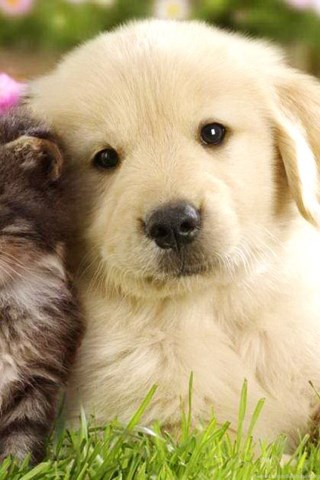 Cute Cat And Dog Wallpapers Very Cute Puppy Wallpapers PetPictures