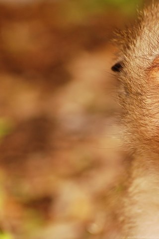 High Resolution Monkey Indian Monkey Wallpapers Full Size Images, Photos, Reviews