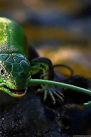 Lizard Wallpapers Free Download Id: 10715f Pacify Mind Desktop Background