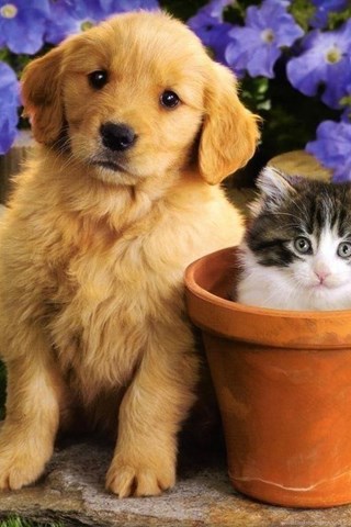 Of Dogs And Cats Together Hd Cat Cute Cat Anime Drawings Of Dogs And Cats Together Hd Cat Cute Cat Anime Drawings