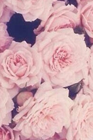 Vintage Floral Iphone Wallpapers Tumblr Desktop Background