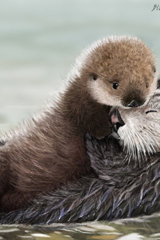 Cute Sea Otters Wallpaper Desktop Background