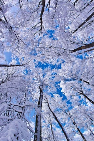 Free Winter Wallpapers For Phone Wallpapers For Mobile Desktop