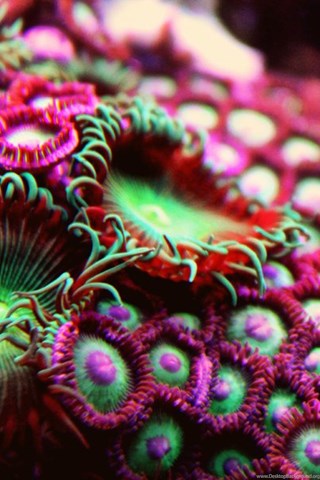 Colorful Coral Reef Wallpapers House Designs Ideas Desktop Background