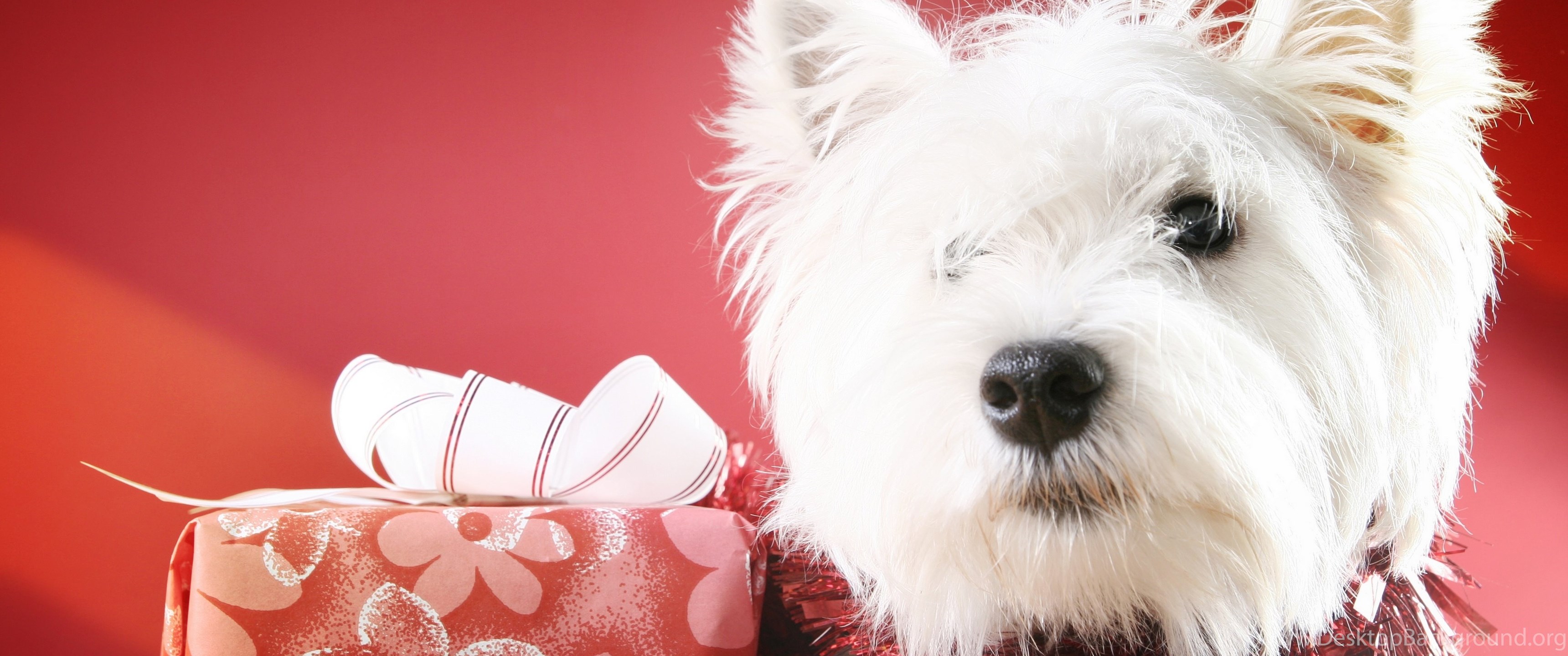 Holidays dog. G Dog.