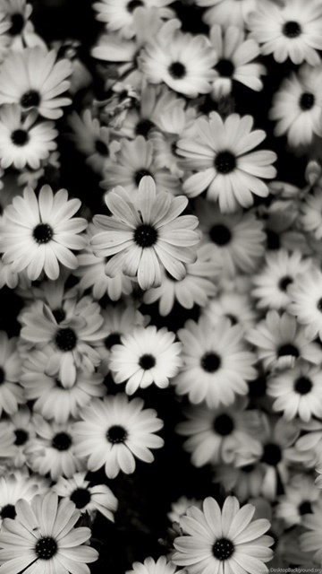 Tumblr Backgrounds Black And White Desktop Background