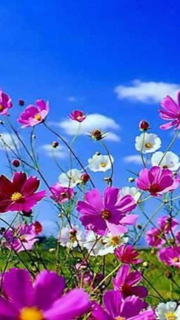 HD Spring Wallpapers For Desktop Desktop Background