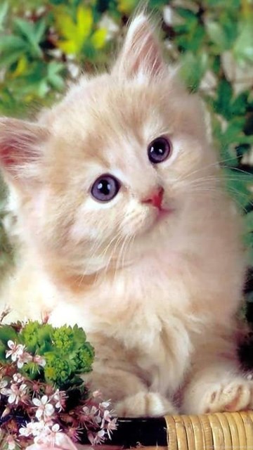 Cute Cat Wallpapers Kitten 1024x768 Pixel Animal Hd Wallpapers