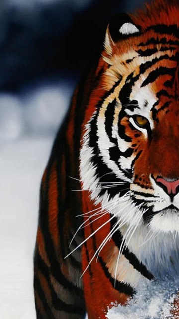 Hd Wallpapers 1080p Tiger Desktop Background
