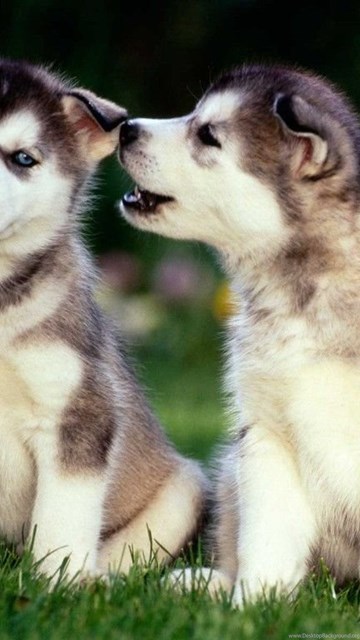 Siberian Husky Puppy Wallpapers The Dog Wallpapers Best The Dog