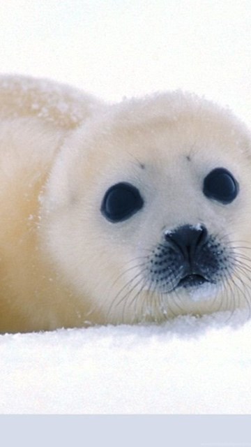 seal harp pup desktop