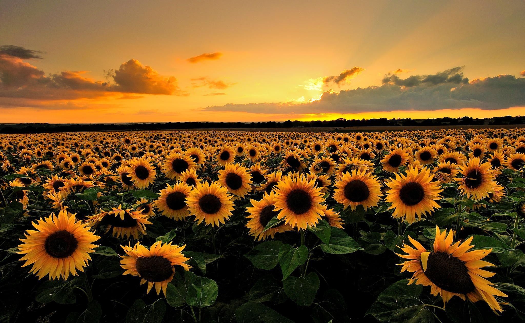 Download Sunflower Field Backgrounds HD Wallpapers Desktop