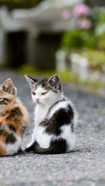 Two Cute Cat Wallpapers Hd Cute Cat Wallpapers Desktop Background