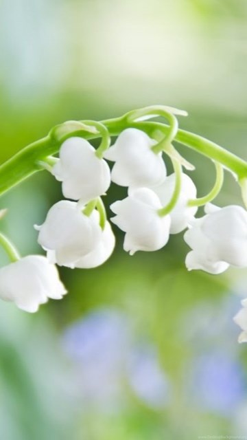 Lily Of The Valley Macro Hd Desktop Wallpapers High Definition