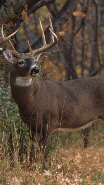 White Tailed Deer Wallpapers 1024x682 Jpg Desktop Background