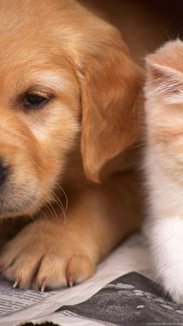 Cats And Dogs Wallpapers Hd Cute Dog And Cat Wallpapers Hd