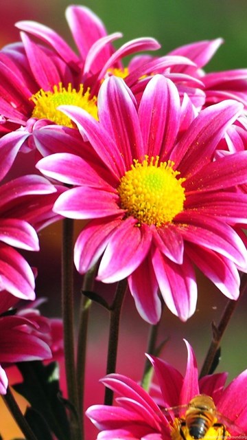 Beautiful Flowers Wallpapers Free Download Desktop Background