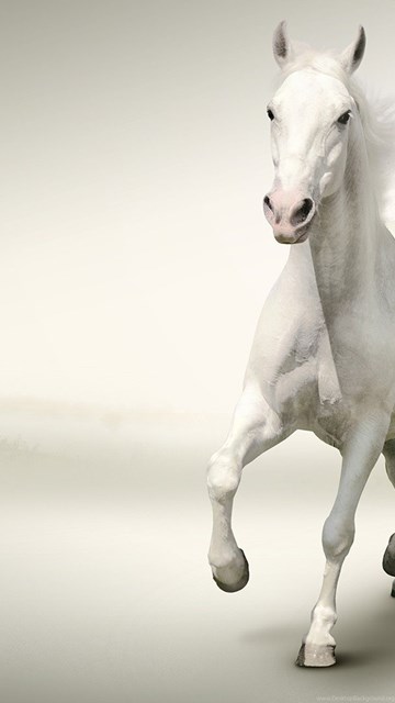 White Horse Wallpapers Hd Wallpaper Backgrounds Of Your Choice Desktop Background