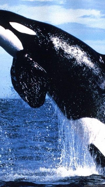 Killer Whales Wallpapers Wallpapers Cave Desktop Background