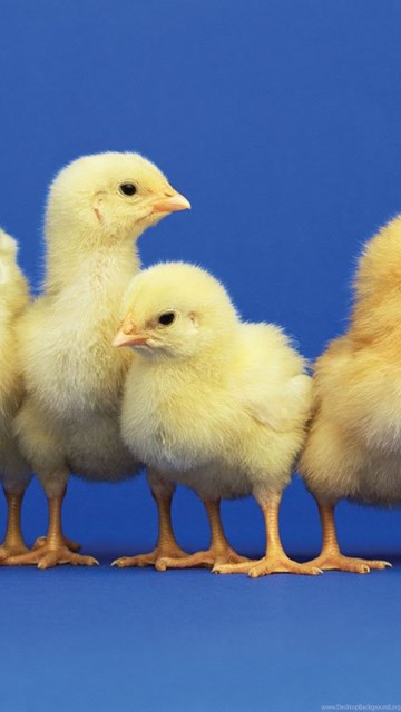 Chick s. Цыплёнок с большими голубыми глазами картинки. Цыпленок в разных позах. Как красиво подать рекламу в стихах о продаже цыплят.