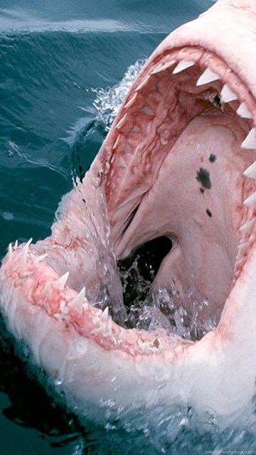 Great White Shark Mouth, 1920x1080 HD Wallpapers And FREE Stock Photo