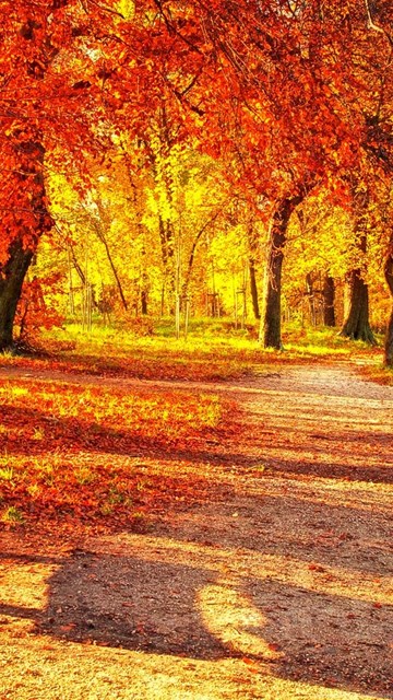 Cute Autumn Leaves HD Wallpapers. Desktop Background