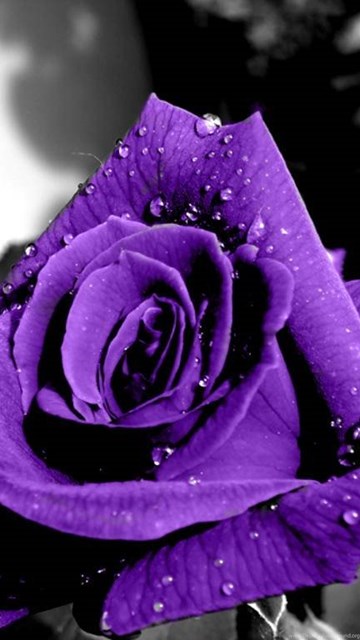 Dark Purple White Roses Desktop Background