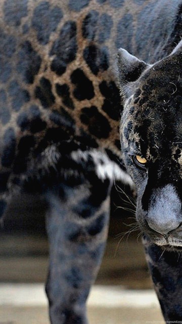 Black Jaguar Hd Wallpaper Download Auto Search Image Black Jaguar Hd Wallpaper Download Auto Search Image