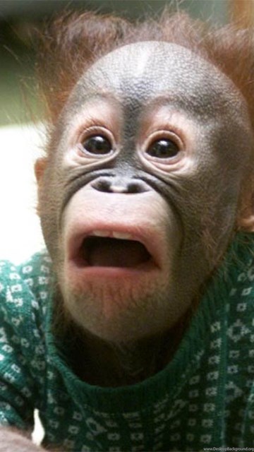 Funny Monkey Meme Wallpaper. Desktop Background