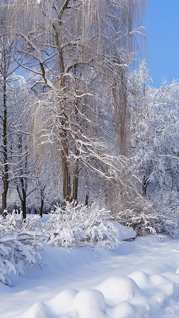Top Snowy Cottage Cabin Tree Wallpapers Desktop Background