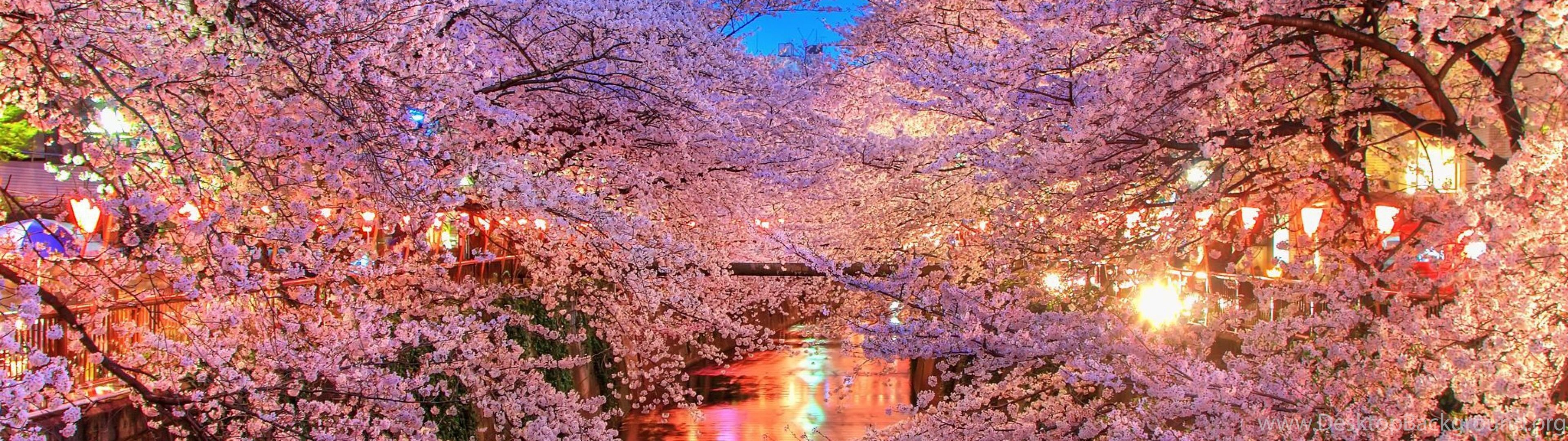 Download Wallpapers 3840x2160 O Hanami Blossom Sakura Japan 4k