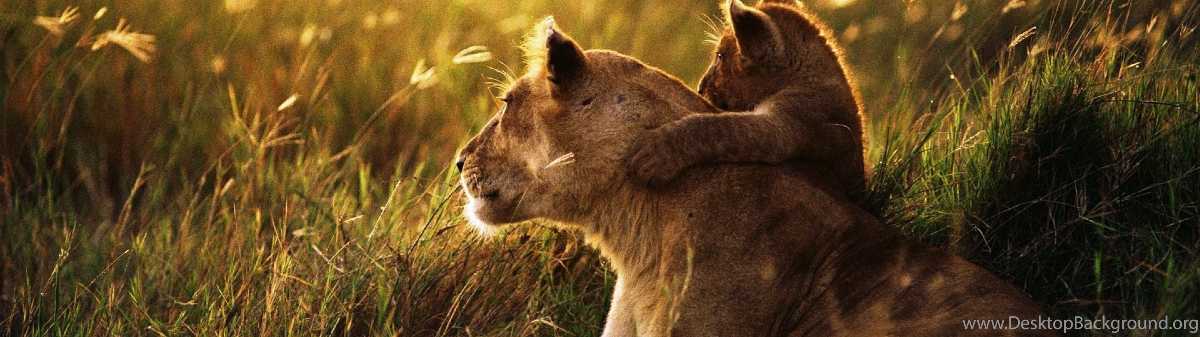 Lion Wallpapers High Quality Hd 2020 Hd Wallpapers Site Desktop
