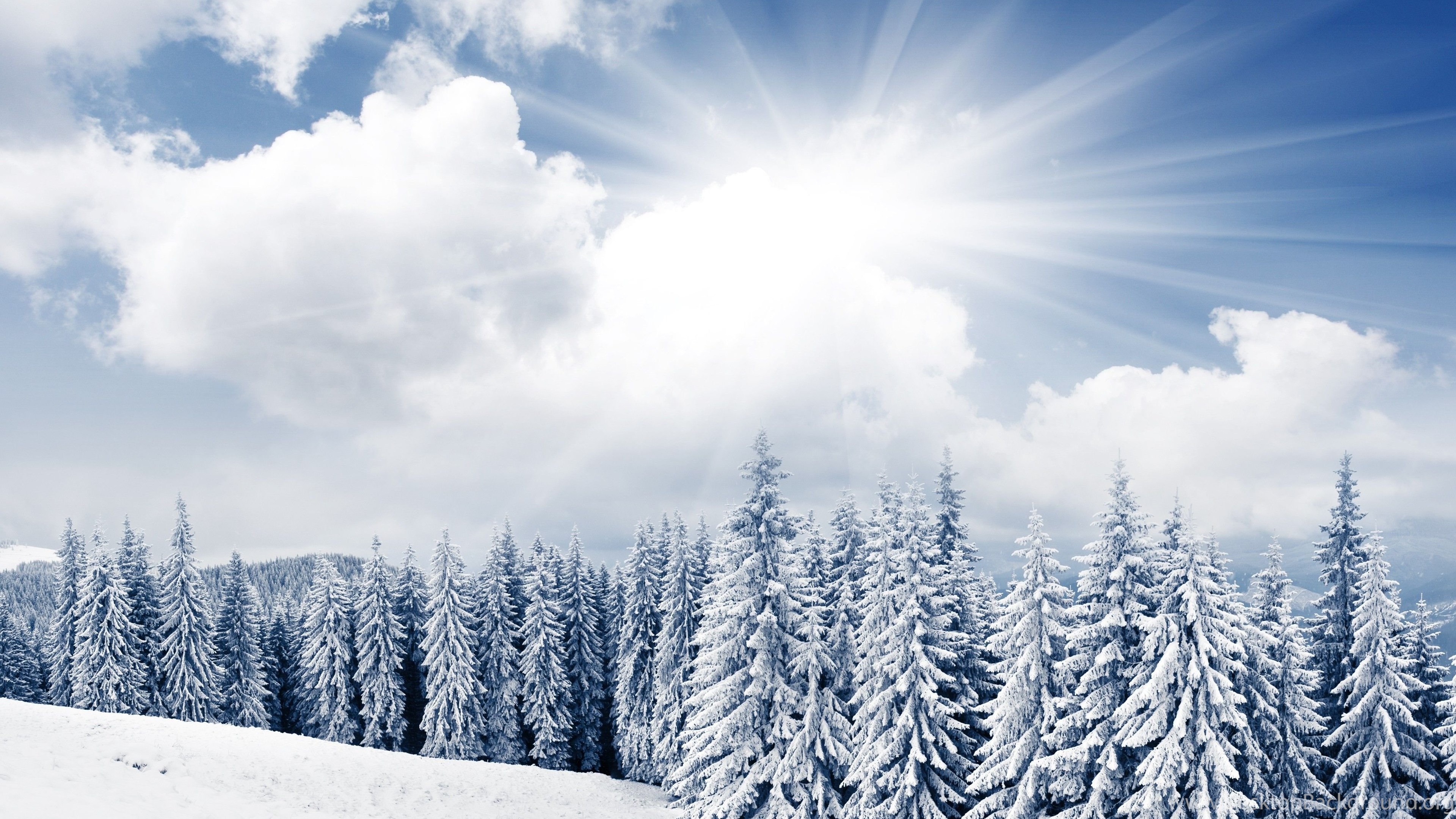Елкий. Зимнее небо. Зимний лес. Зимнее небо и солнце. Красивый зимний лес.