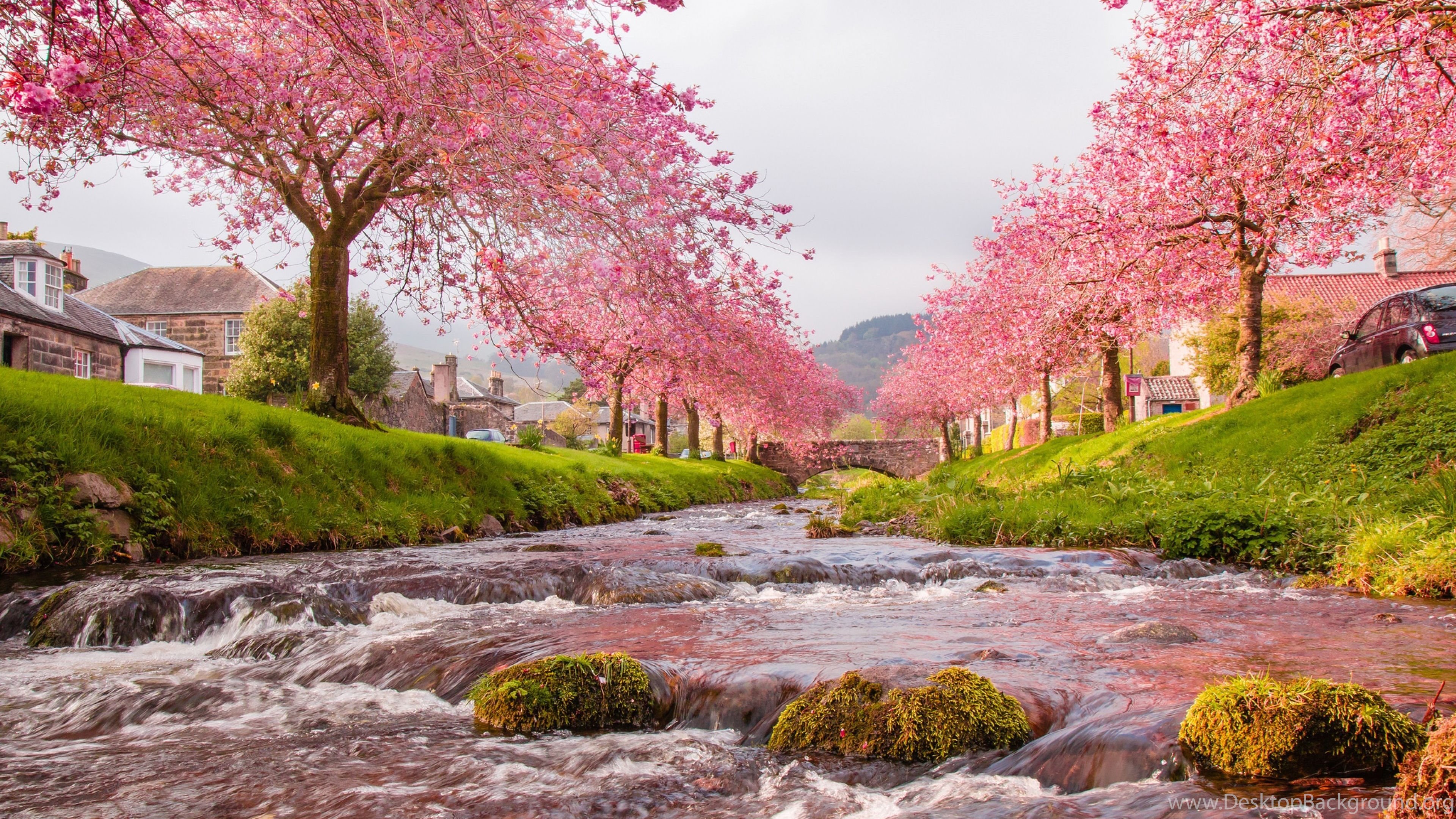 Download Japan  Sakura Wallpapers  For Android Desktop 