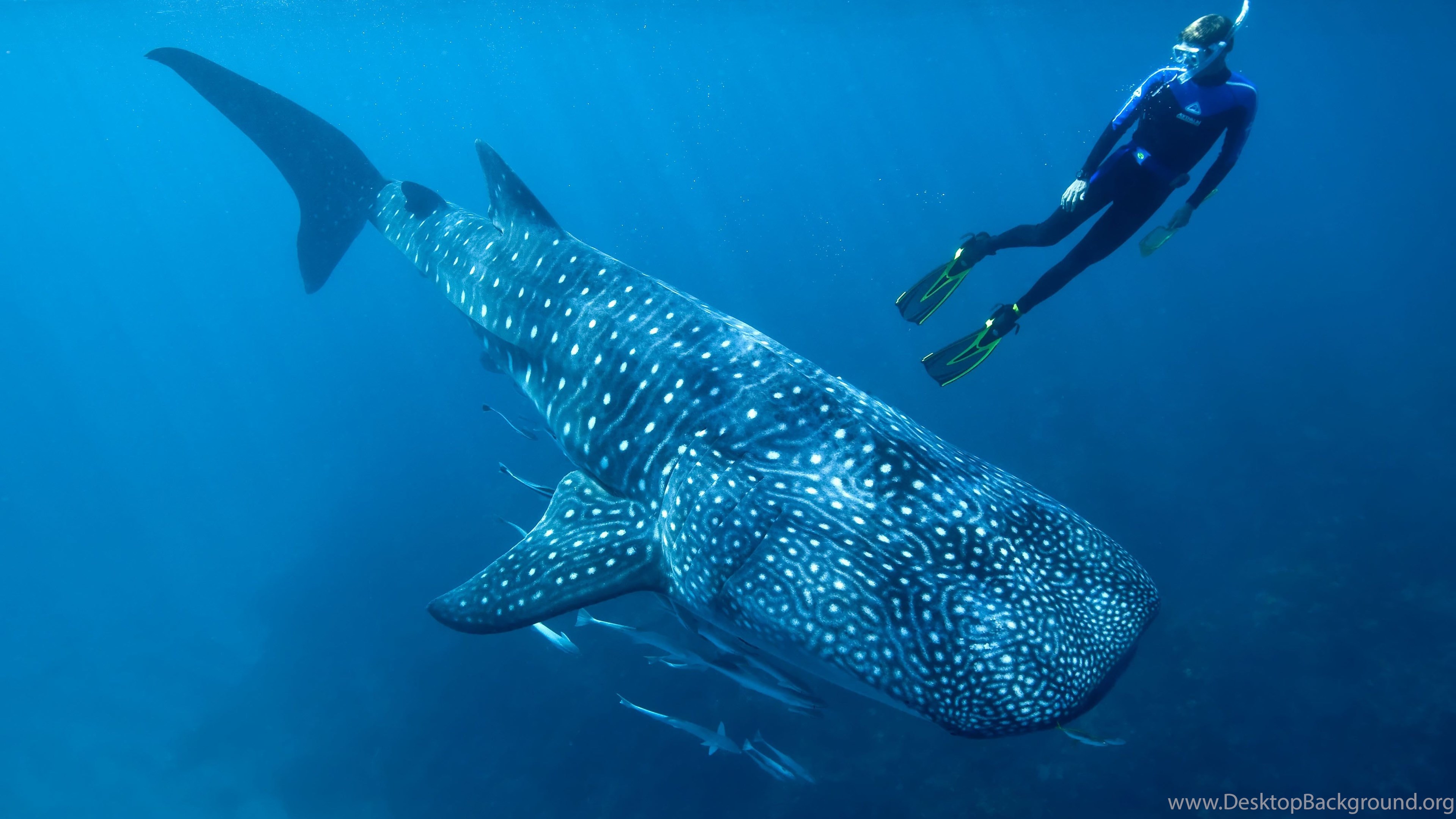 Whale Shark Underwater Ocean Sea Wallpapers Desktop Background,Bane Telltale Batman