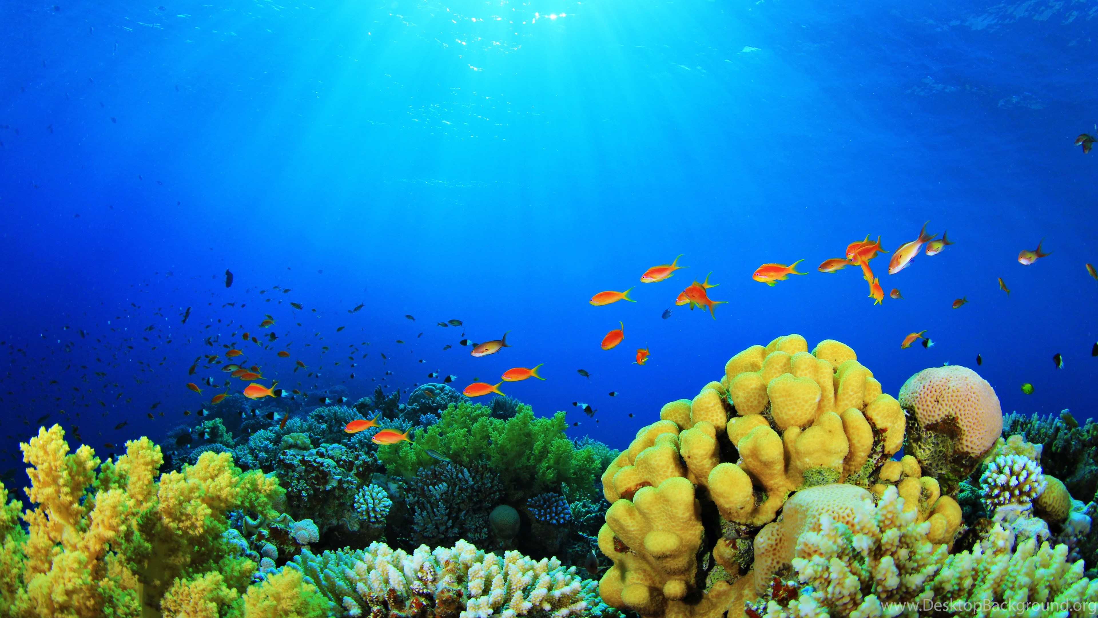 aquarium 4k aquarium 4k