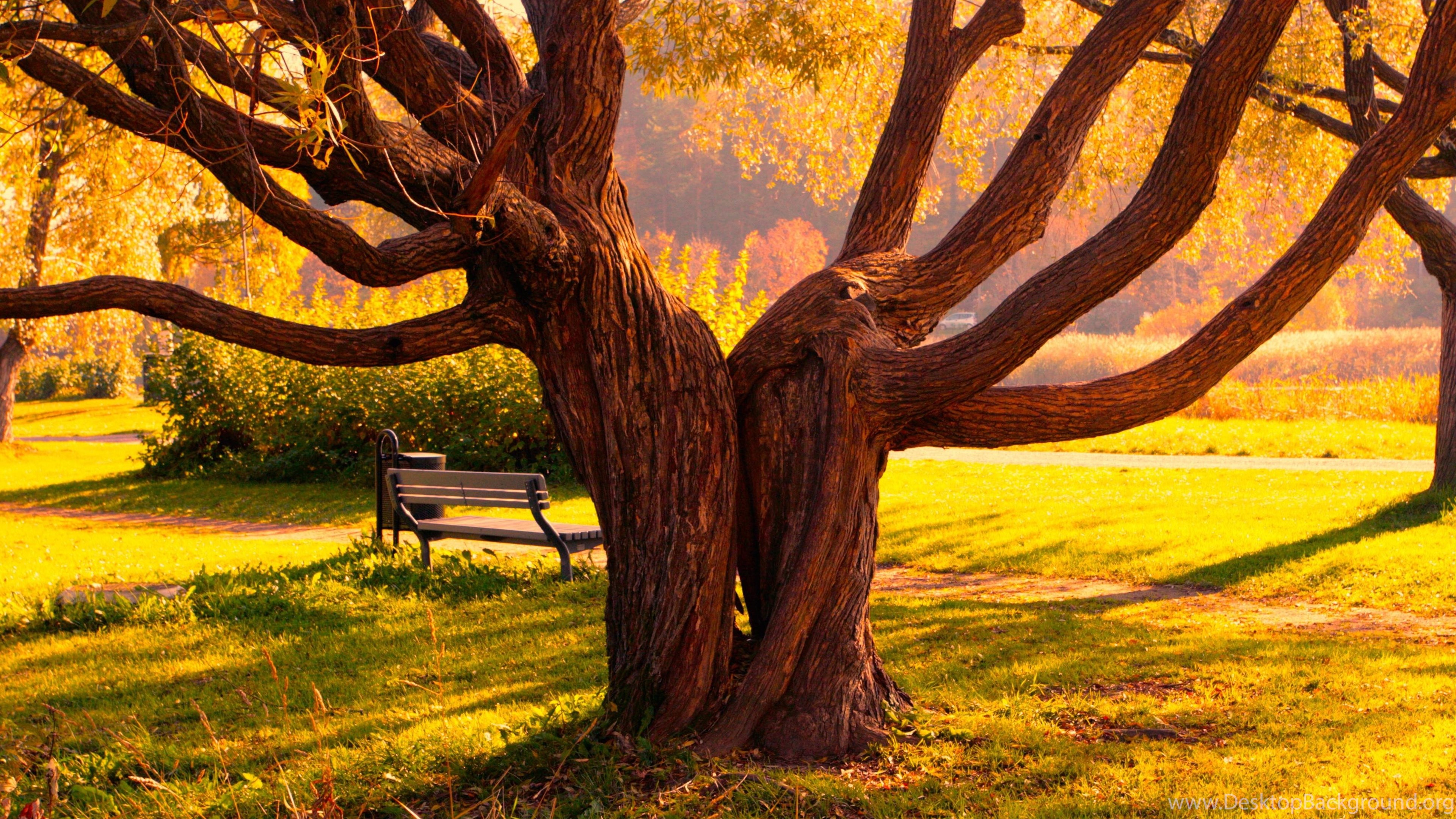 Download 103 Background Hd Trees HD Terbaru