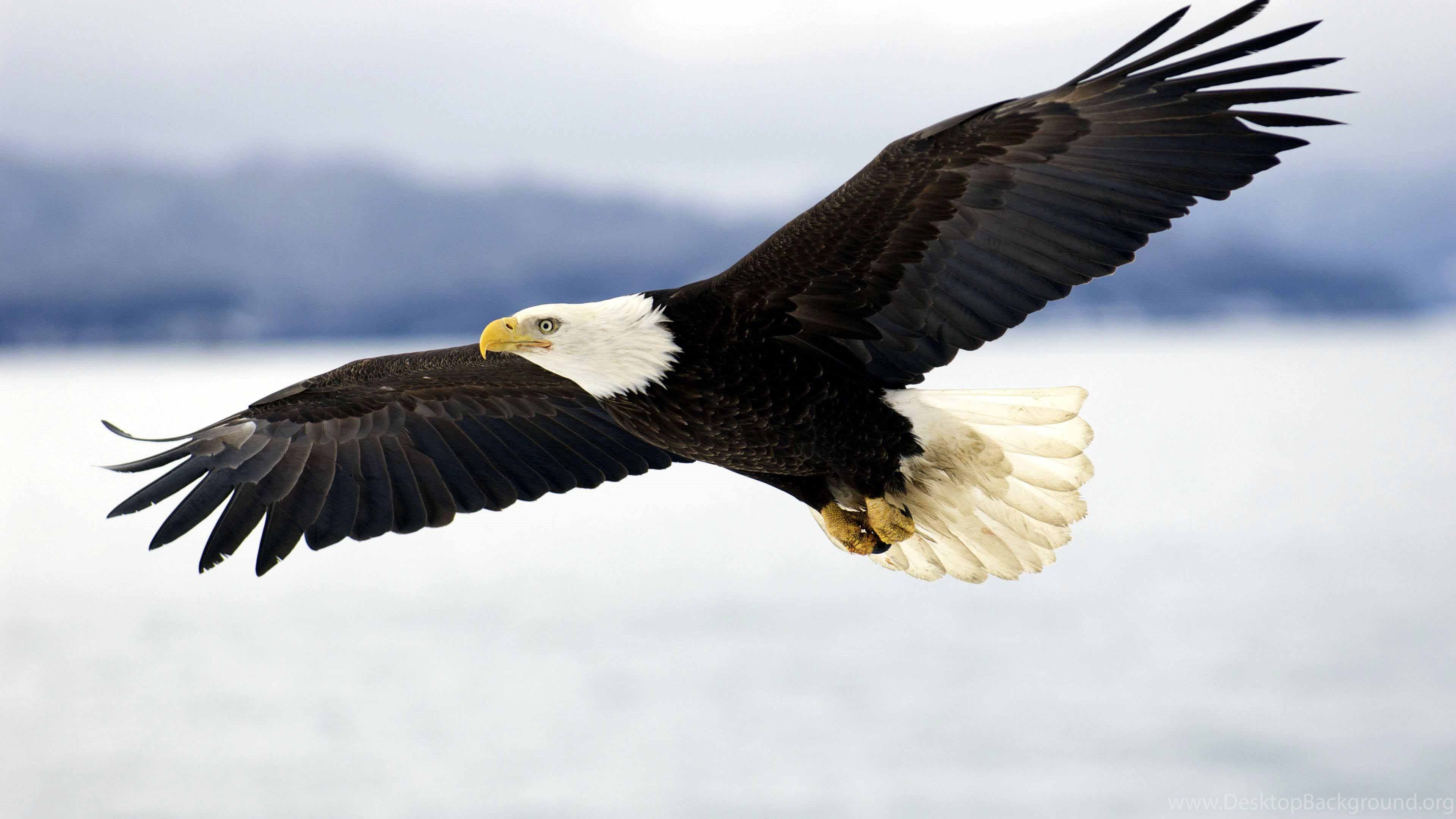 American Eagle Flying Wallpaper Desktop Background