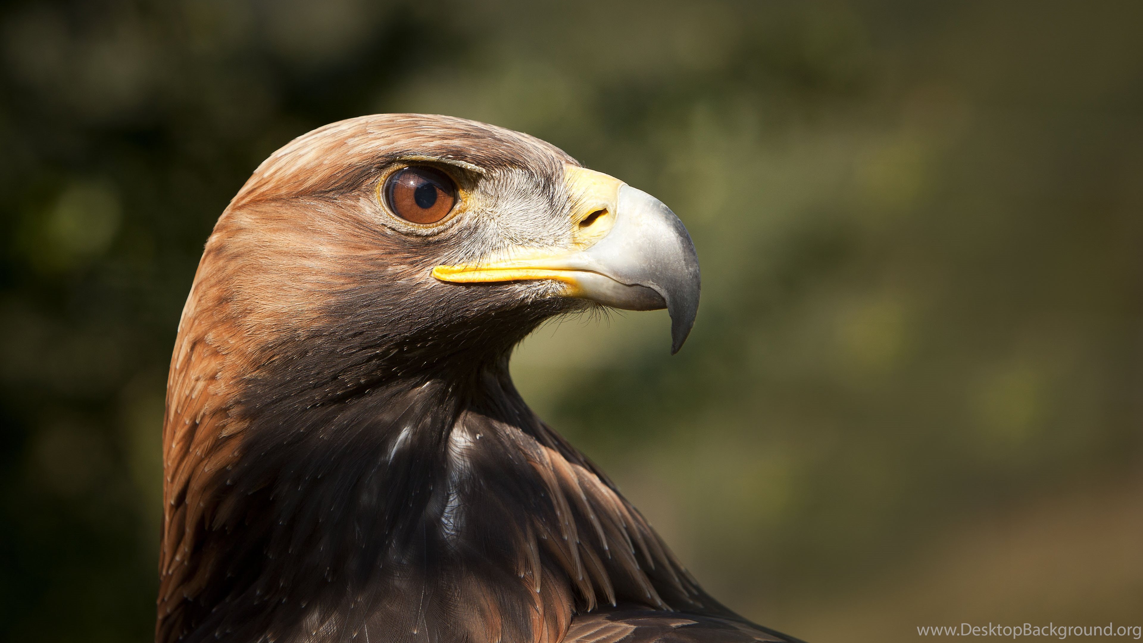 New Golden Eagle Wallpapers Phone Desktop Background