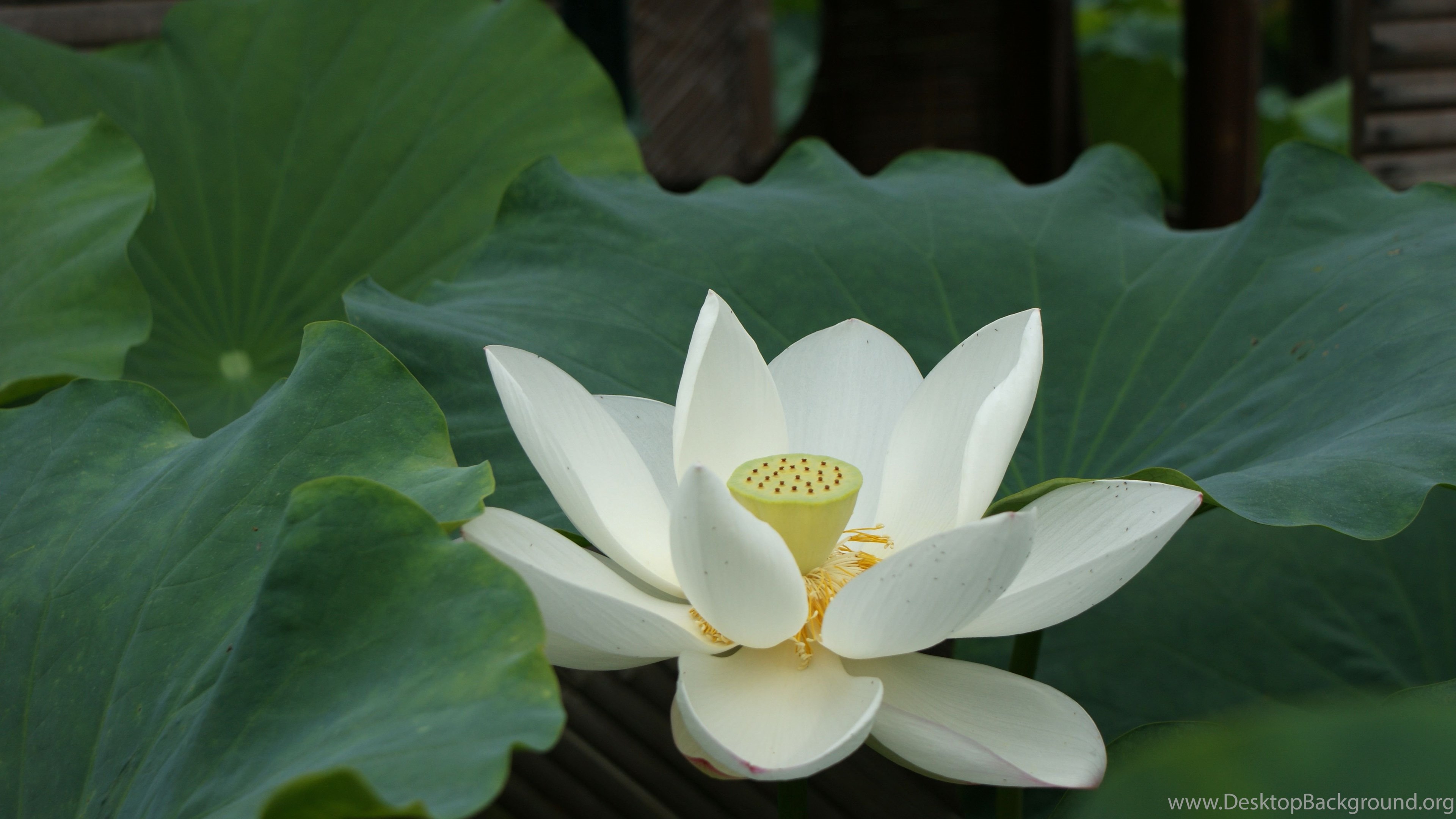 white lotus flower wallpapers 02 lotus