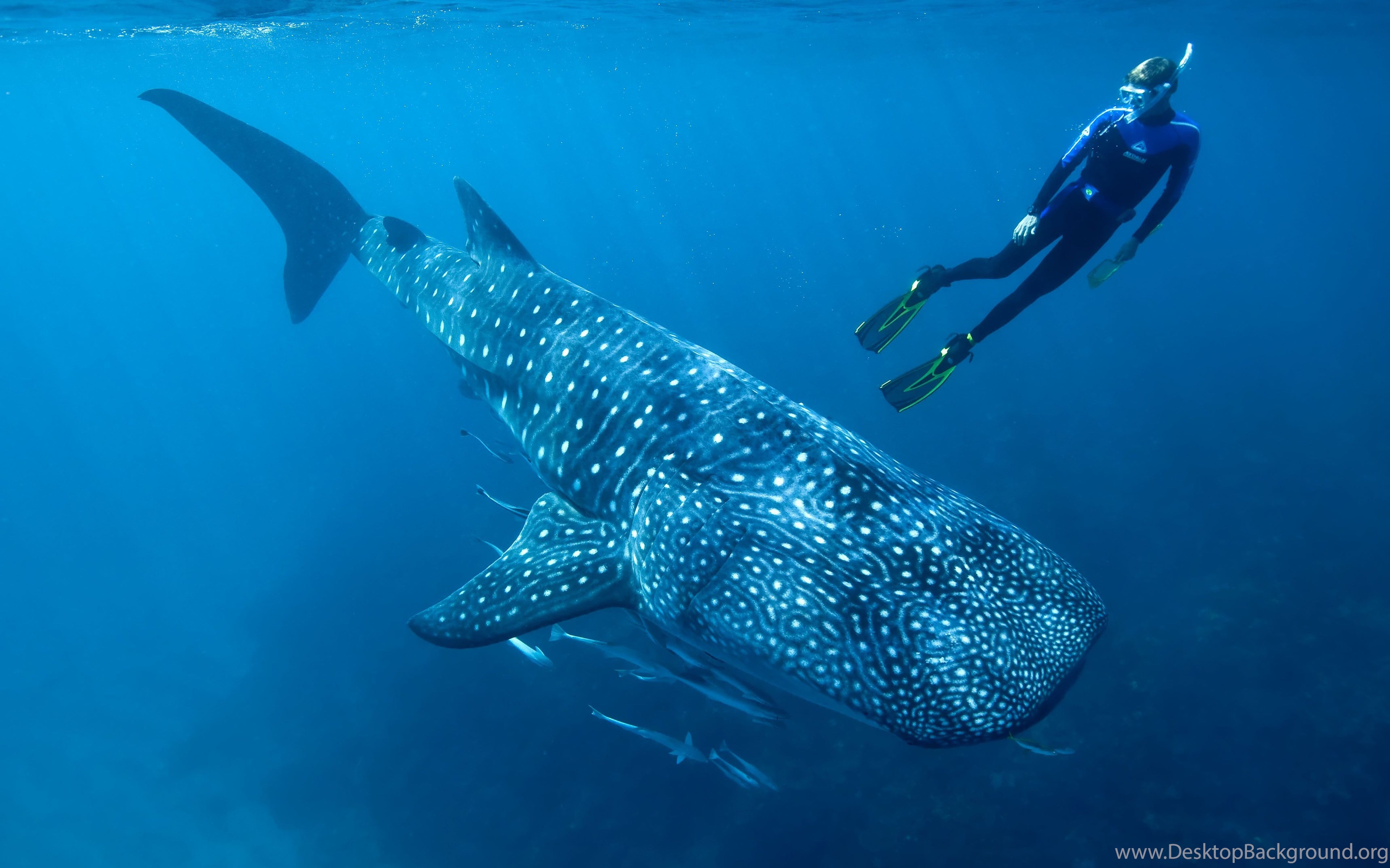 Whale Shark Underwater Ocean Sea Wallpapers Desktop Background,Licht Servamp Hd Wallpaper