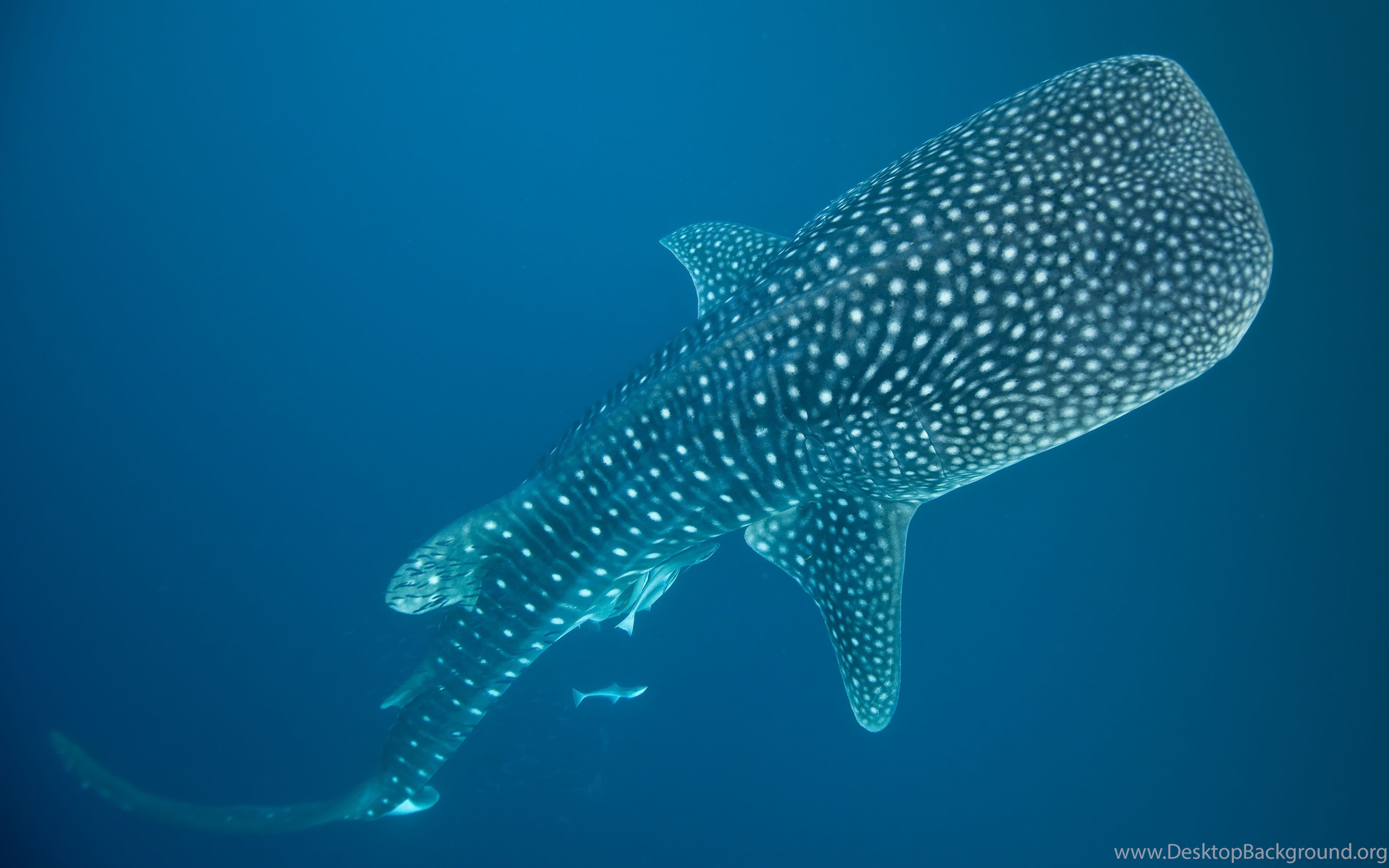 Whale Shark Underwater Ocean Sea Wallpapers Desktop Background