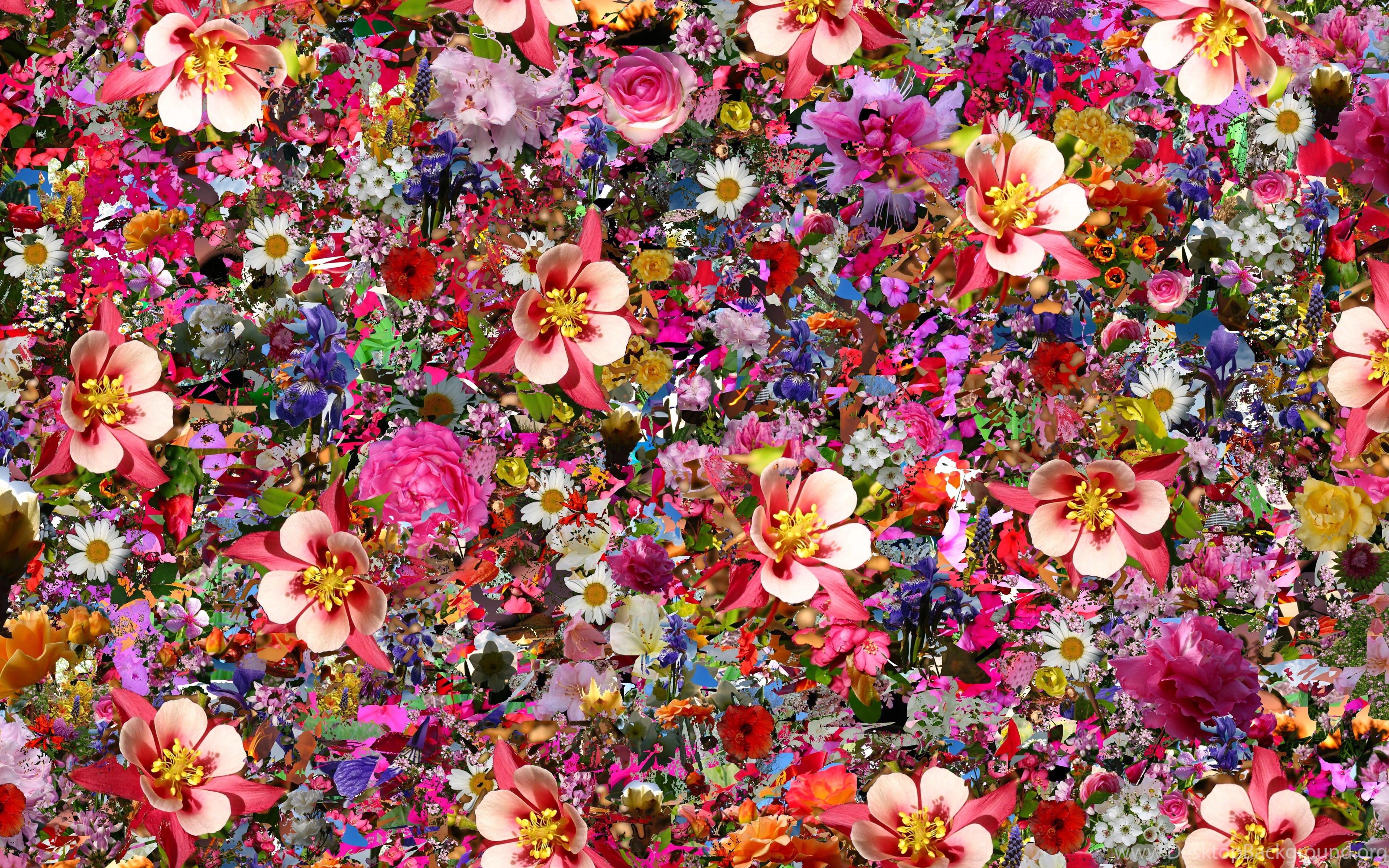 Микро цветы. Яркие цветы. Мелкие цветы. Разноцветные цветочки. Мелкие яркие цветочки.