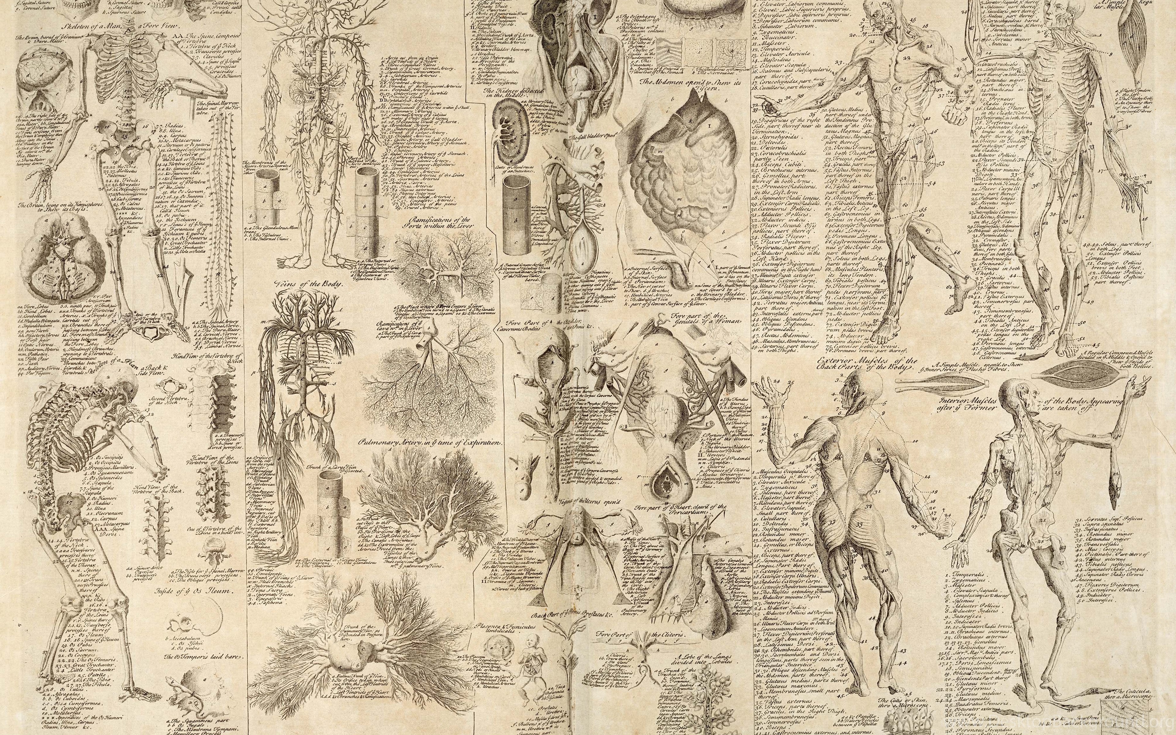 Download Free Hq Anatomy Wallpapers Hqwallbase Pw Desktop Background Images, Photos, Reviews