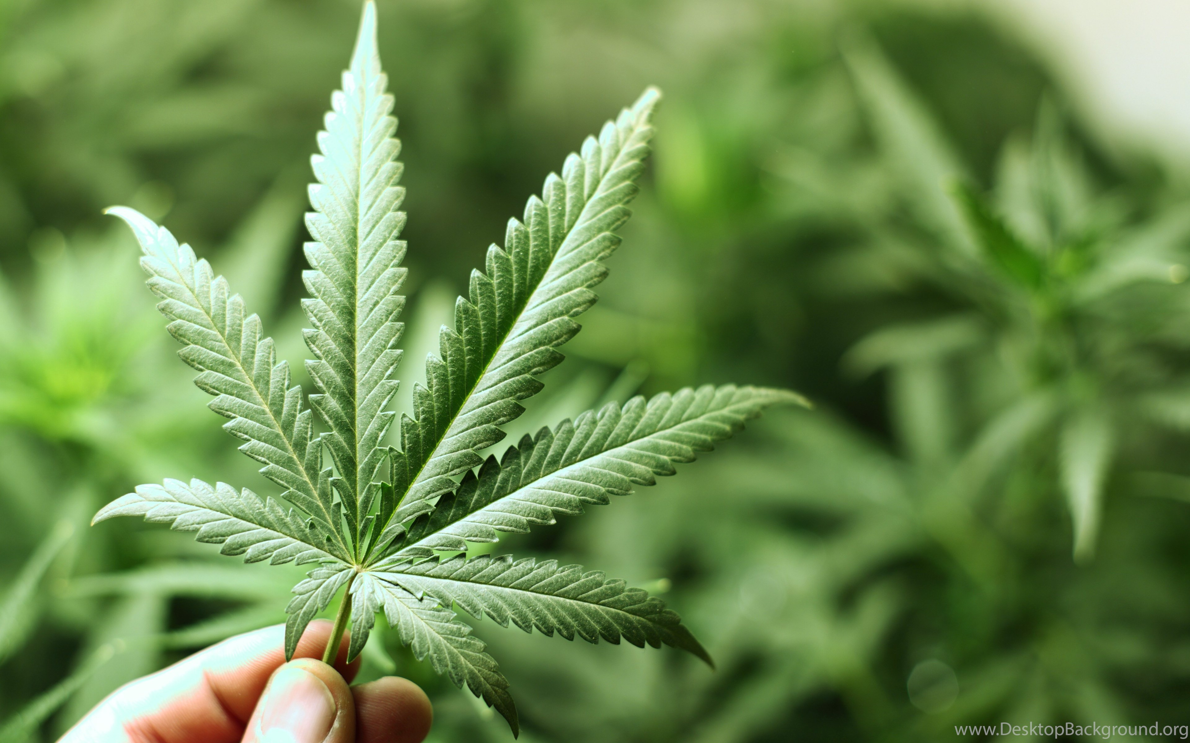 Weed Wallpapers 3d3 Hd Wallpapers Desktop Background