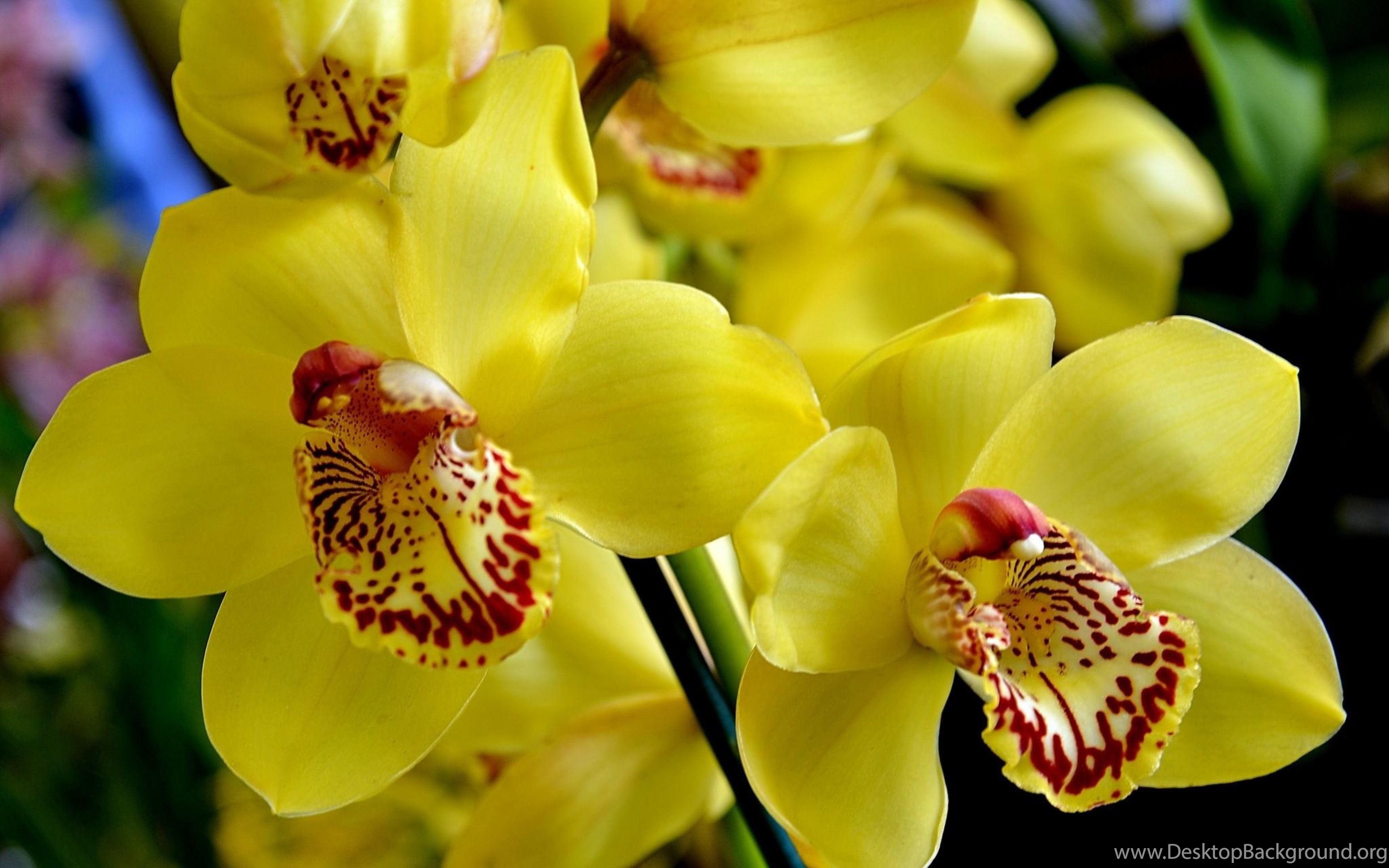 Flowers orchids. Орхидея Цимбидиум желтая. Орхидея Еллоу. Фаленопсис Еллоу. Цимбидиум Йеллоу.